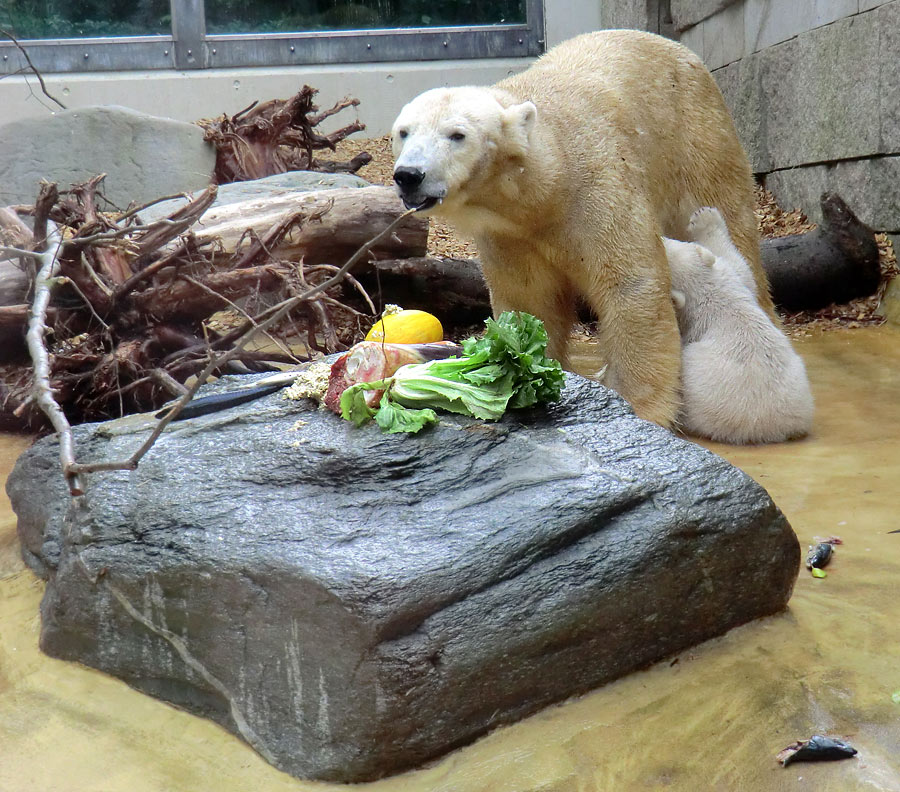 Eisbärbaby ANORI am 23. April 2012 im Wuppertaler Zoo