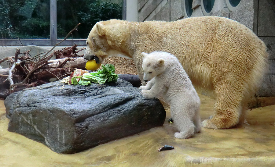 Eisbärbaby ANORI am 23. April 2012 im Zoologischen Garten Wuppertal
