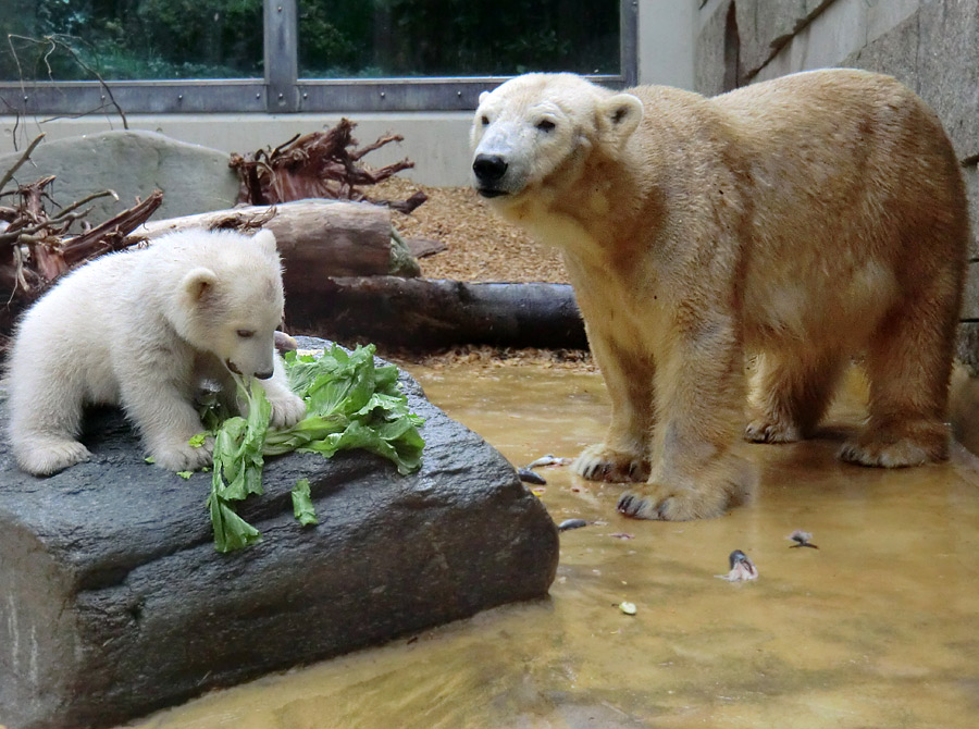 Eisbärbaby ANORI am 23. April 2012 im Wuppertaler Zoo