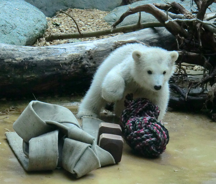 Eisbärbaby ANORI am 23. April 2012 im Wuppertaler Zoo