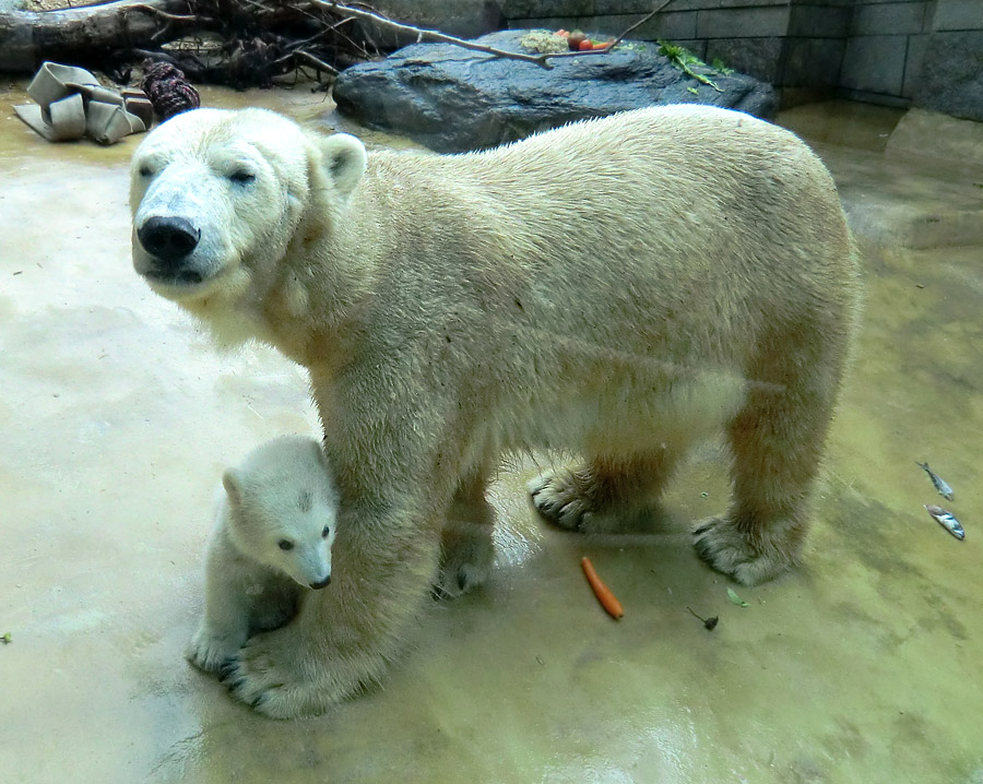 Eisbärbaby ANORI am 23. April 2012 im Zoo Wuppertal