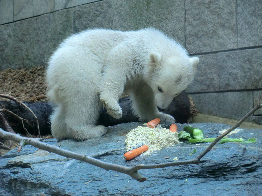 Eisbärbaby ANORI am 23. April 2012 im Zoologischen Garten Wuppertal