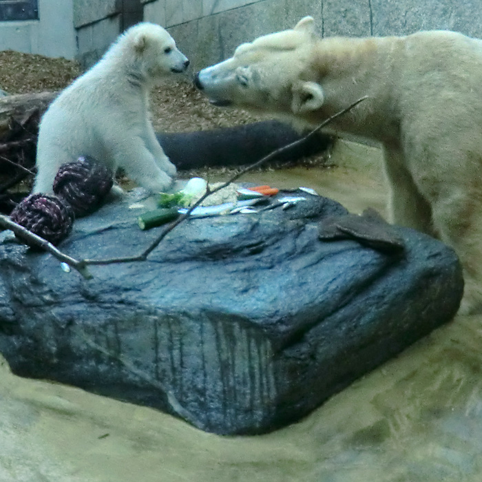 Eisbärbaby ANORI und Eisbärin Vilma am 23. April 2012 im Wuppertaler Zoo