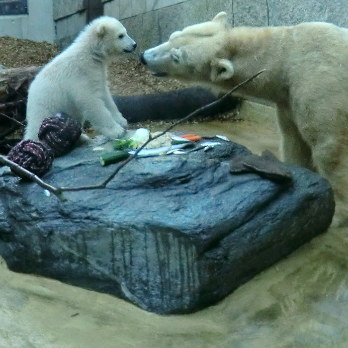 Eisbärbaby ANORI und Eisbärin Vilma am 23. April 2012 im Wuppertaler Zoo