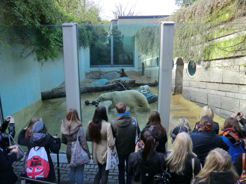 Eisbärbaby ANORI am 23. April 2012 im Wuppertaler Zoo