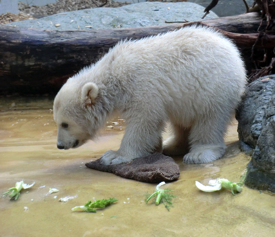 Eisbärbaby ANORI am 23. April 2012 im Zoo Wuppertal