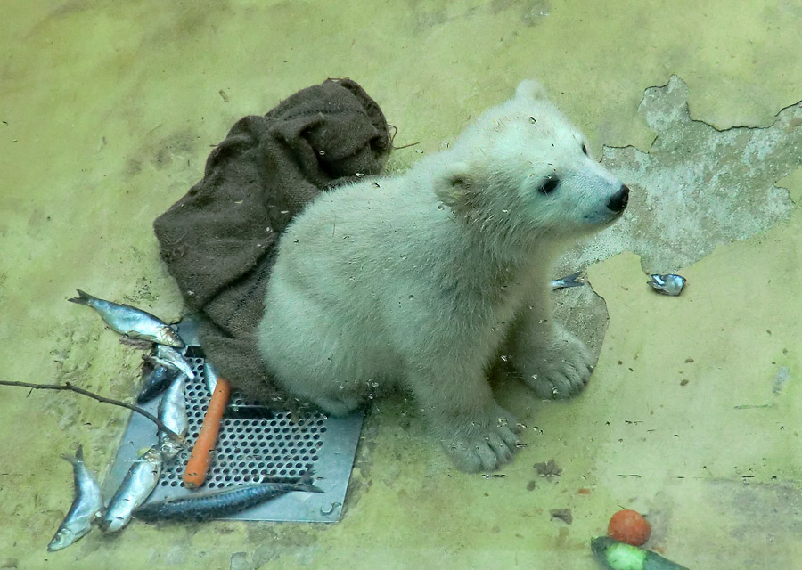 Eisbärbaby ANORI am 23. April 2012 im Wuppertaler Zoo