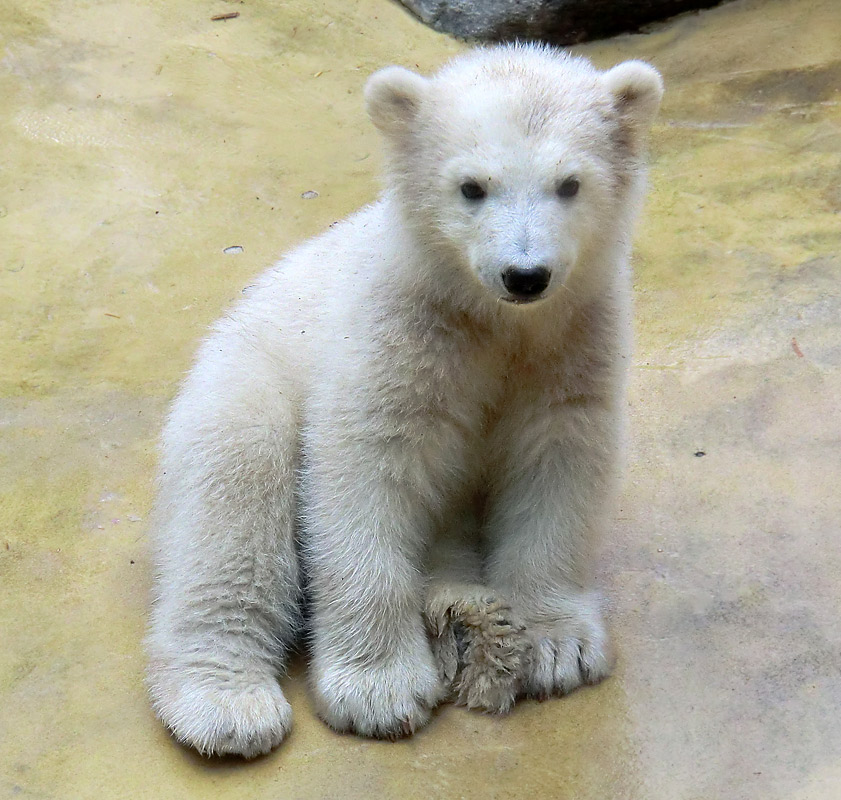 Eisbärbaby ANORI am 23. April 2012 im Zoologischen Garten Wuppertal