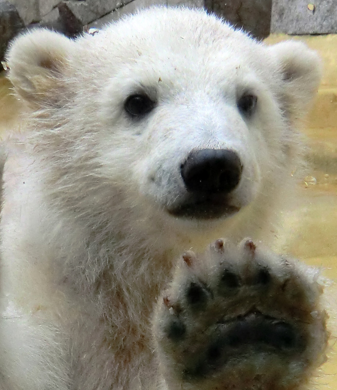 Eisbärbaby ANORI am 23. April 2012 im Zoologischen Garten Wuppertal