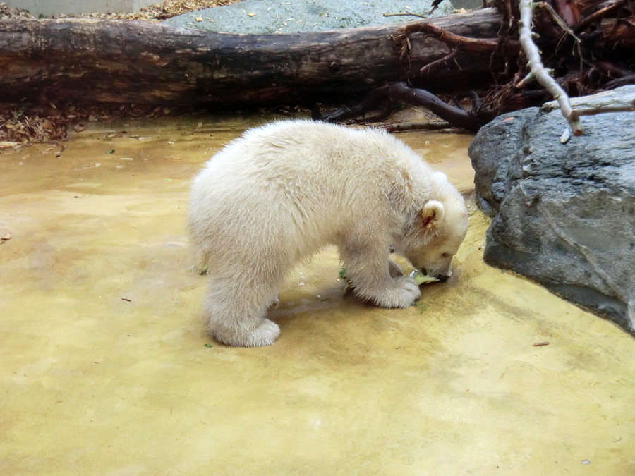 Eisbärbaby ANORI am 23. April 2012 im Wuppertaler Zoo