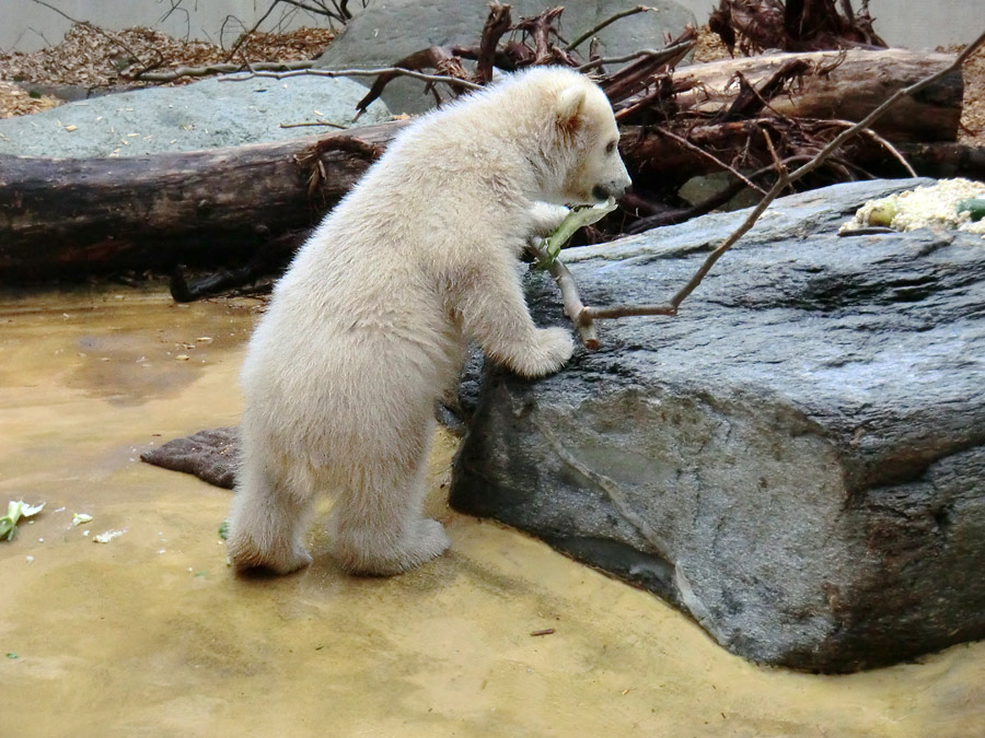 Eisbärbaby ANORI am 23. April 2012 im Zoo Wuppertal