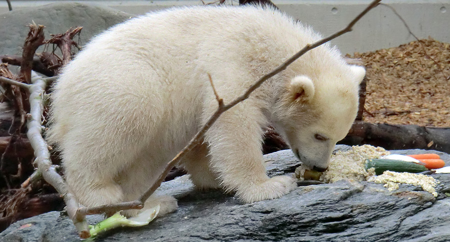 Eisbärbaby ANORI am 23. April 2012 im Zoologischen Garten Wuppertal