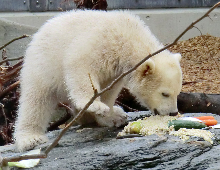 Eisbärbaby ANORI am 23. April 2012 im Wuppertaler Zoo