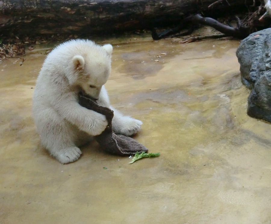 Eisbärbaby ANORI am 23. April 2012 im Zoologischen Garten Wuppertal