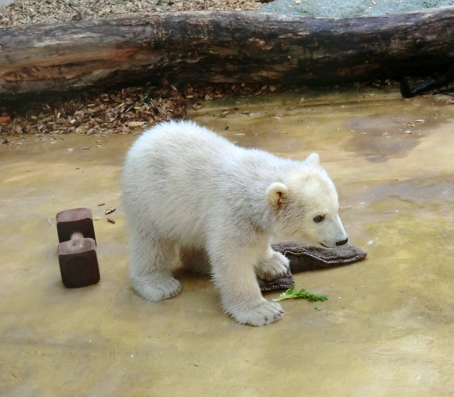 Eisbärbaby ANORI am 23. April 2012 im Wuppertaler Zoo