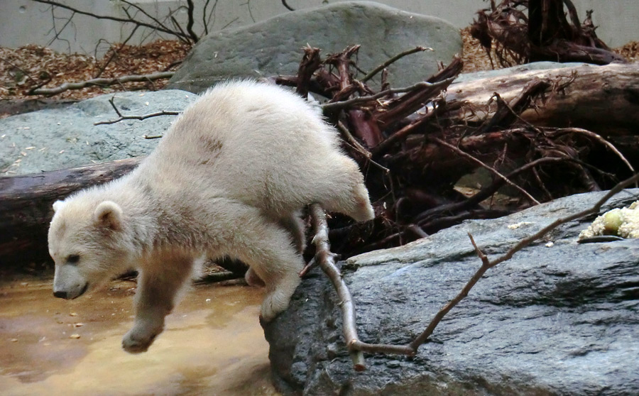 Eisbärbaby ANORI am 23. April 2012 im Zoo Wuppertal