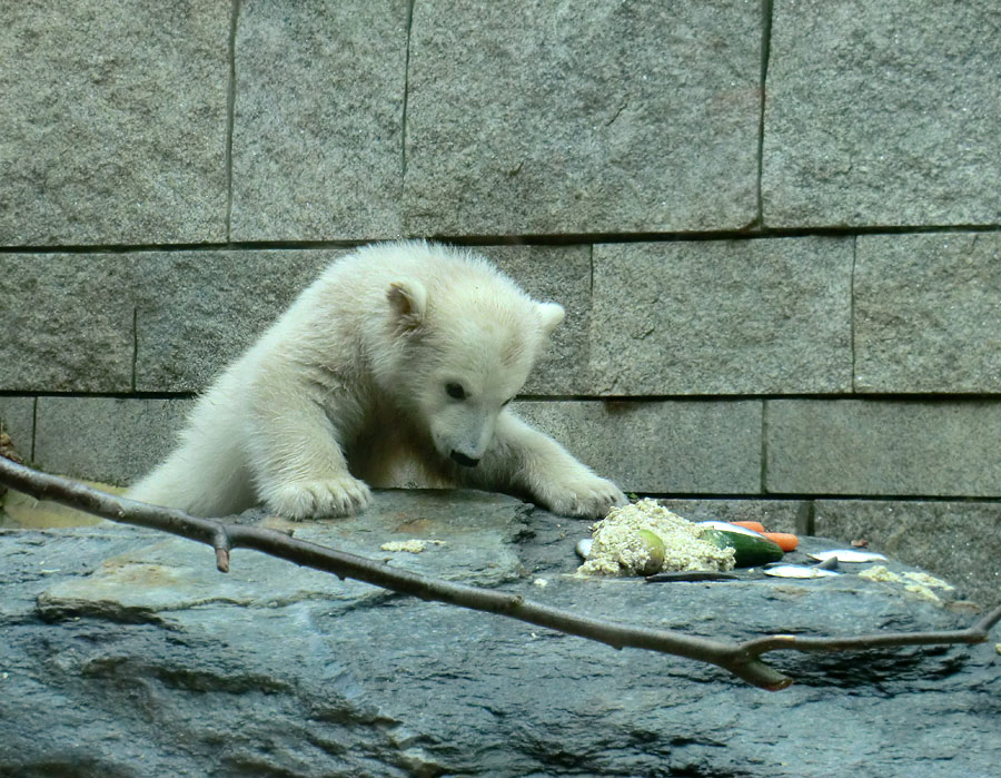 Eisbärbaby ANORI am 23. April 2012 im Zoo Wuppertal