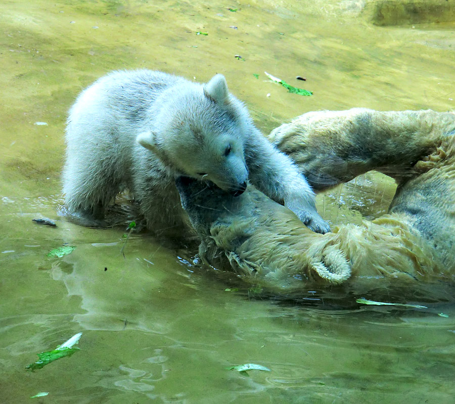 Eisbärchen ANORI und Eisbärin VILMA am 28. April 2012 im Zoo Wuppertal