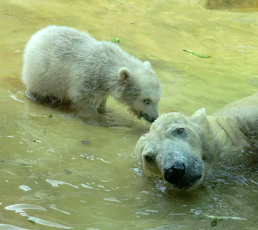 Eisbärchen ANORI und Eisbärin VILMA am 28. April 2012 im Zoologischen Garten Wuppertal