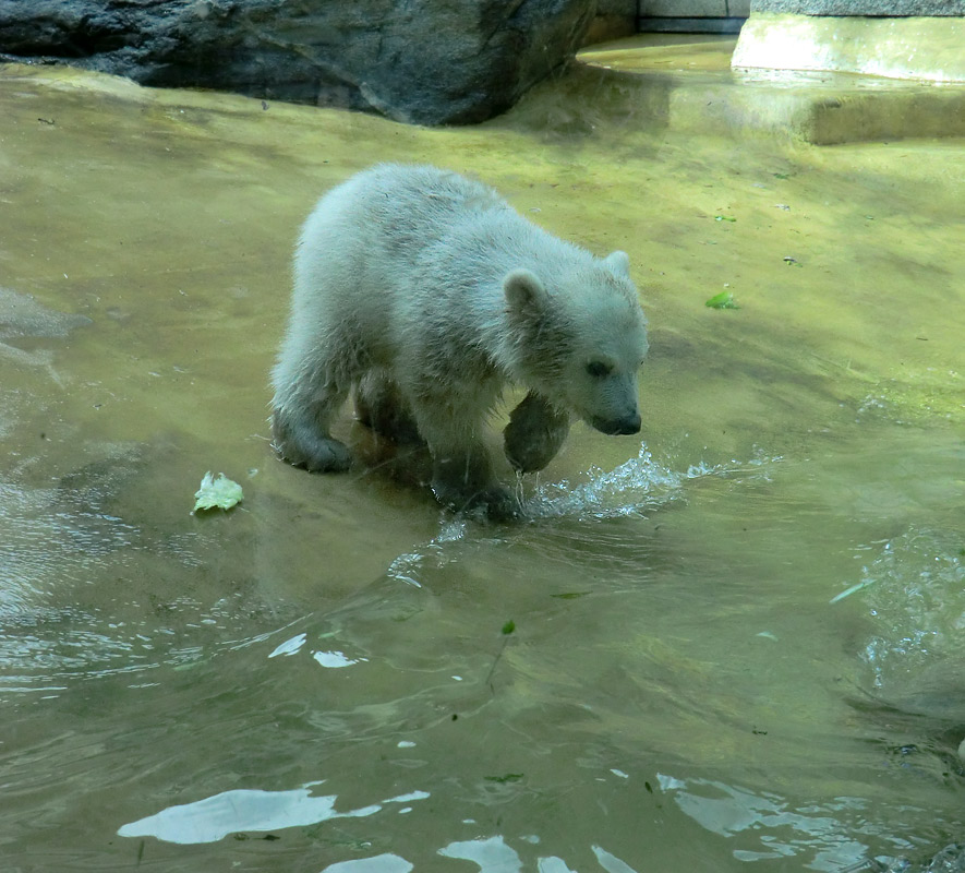 Eisbärchen ANORI am 28. April 2012 im Wuppertaler Zoo