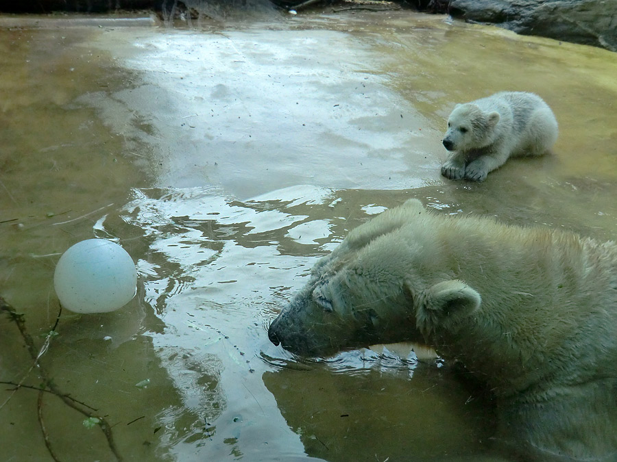 Eisbärin VILMA und Eisbärchen ANORI am 28. April 2012 im Zoo Wuppertal