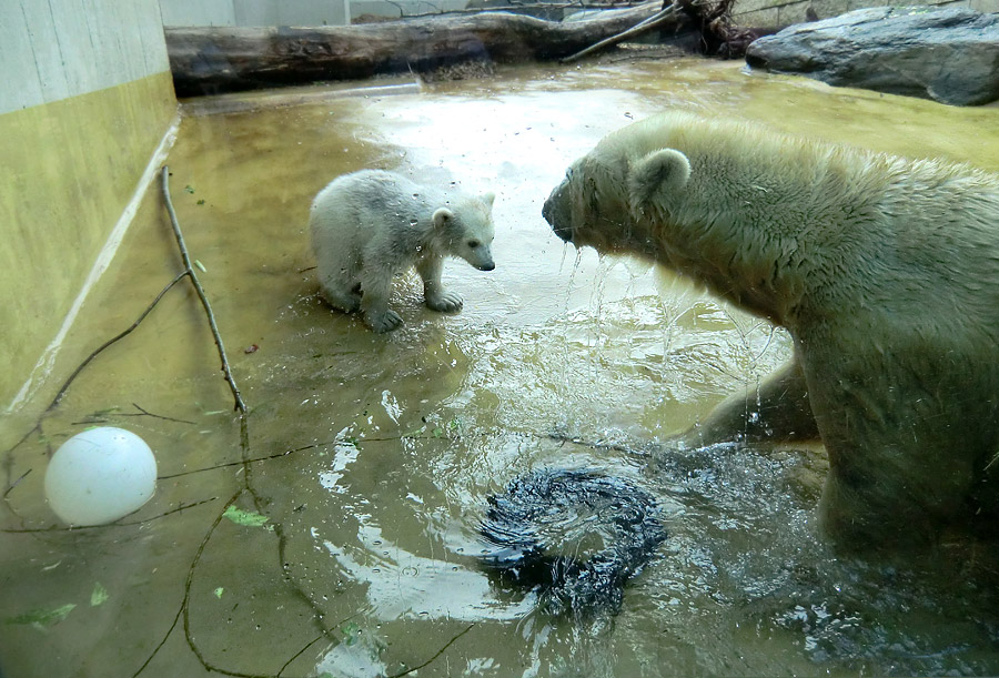 Eisbärchen ANORI und Eisbärin VILMA am 28. April 2012 im Zoologischen Garten Wuppertal