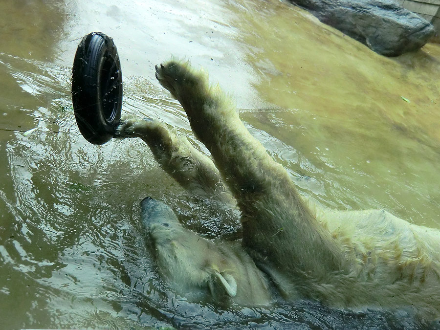 Eisbärin VILMA am 28. April 2012 im Wuppertaler Zoo