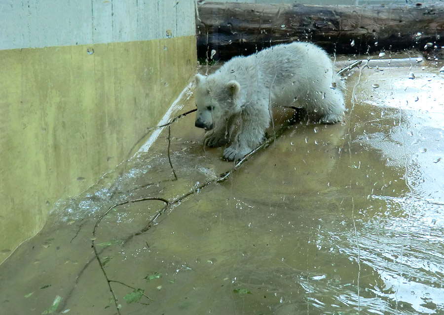 Eisbärchen ANORI am 28. April 2012 im Zoologischen Garten Wuppertal