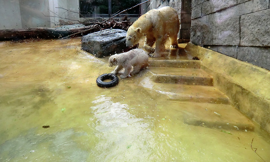 Eisbärchen ANORI und Eisbärin VILMA am 28. April 2012 im Zoologischen Garten Wuppertal