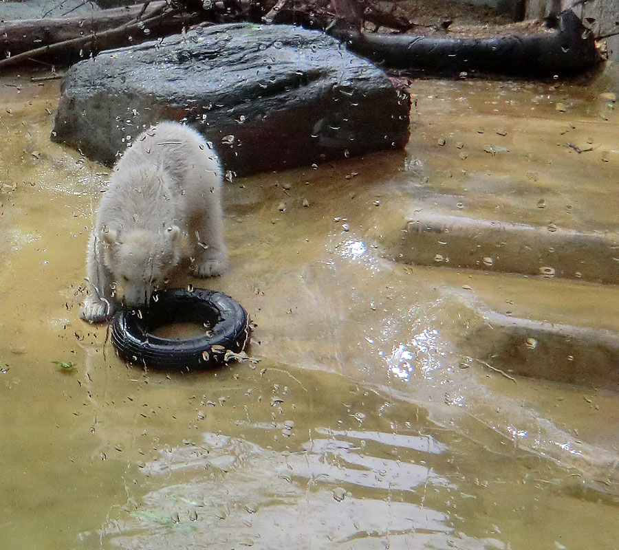 Eisbärchen ANORI am 28. April 2012 im Wuppertaler Zoo