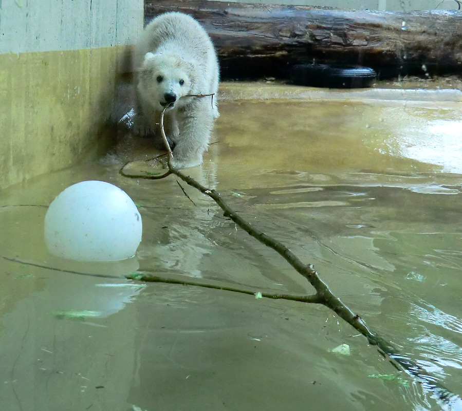 Eisbärchen ANORI am 28. April 2012 im Wuppertaler Zoo