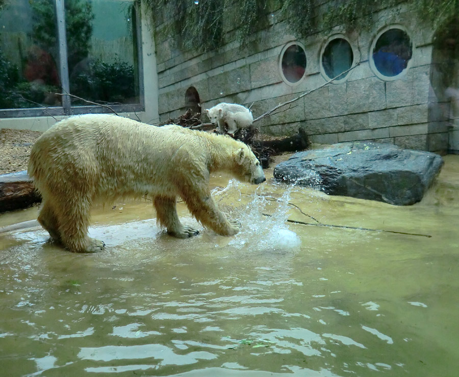 Eisbärin VILMA und Eisbärchen ANORI am 28. April 2012 im Wuppertaler Zoo