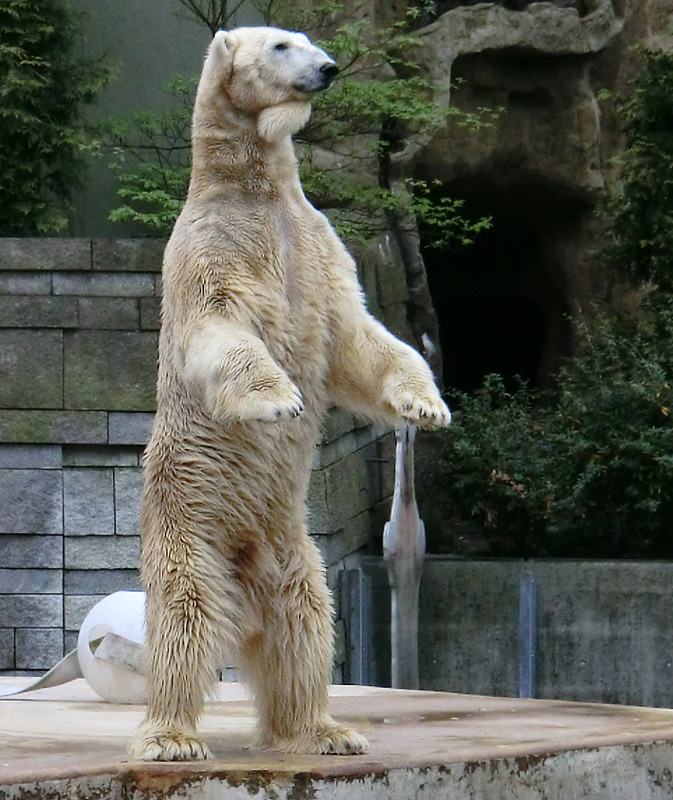 Eisbär LARS am 29. April 2012 im Zoo Wuppertal