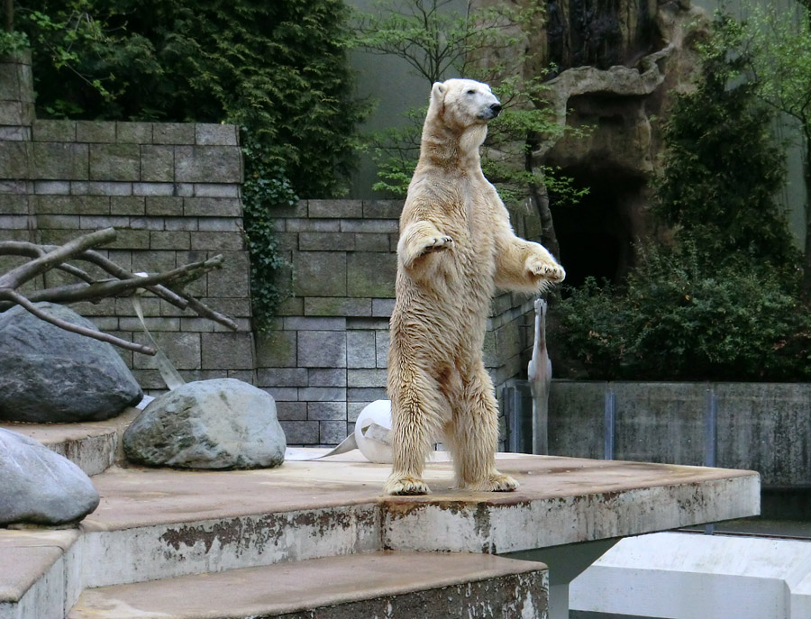 Eisbär LARS am 29. April 2012 im Wuppertaler Zoo