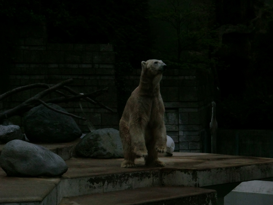 Eisbär LARS am 29. April 2012 im Zoo Wuppertal