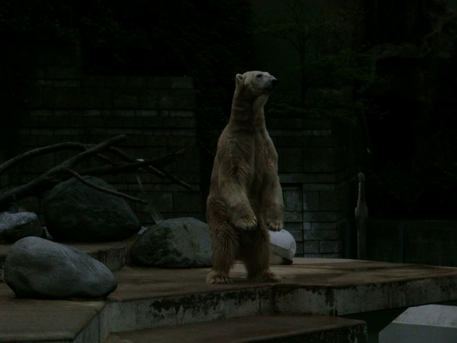 Eisbär LARS am 29. April 2012 im Zoologischen Garten Wuppertal