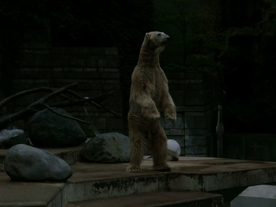 Eisbär LARS am 29. April 2012 im Wuppertaler Zoo