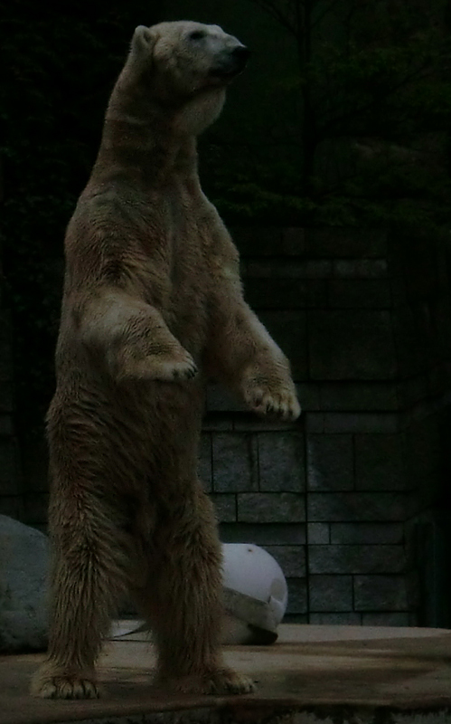 Eisbär LARS am 29. April 2012 im Zoo Wuppertal