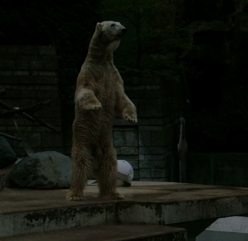 Eisbär LARS am 29. April 2012 im Zoologischen Garten Wuppertal