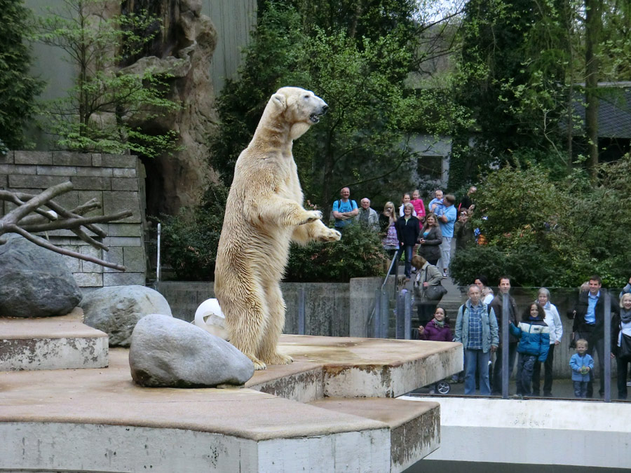 Eisbär LARS am 29. April 2012 im Zoologischen Garten Wuppertal