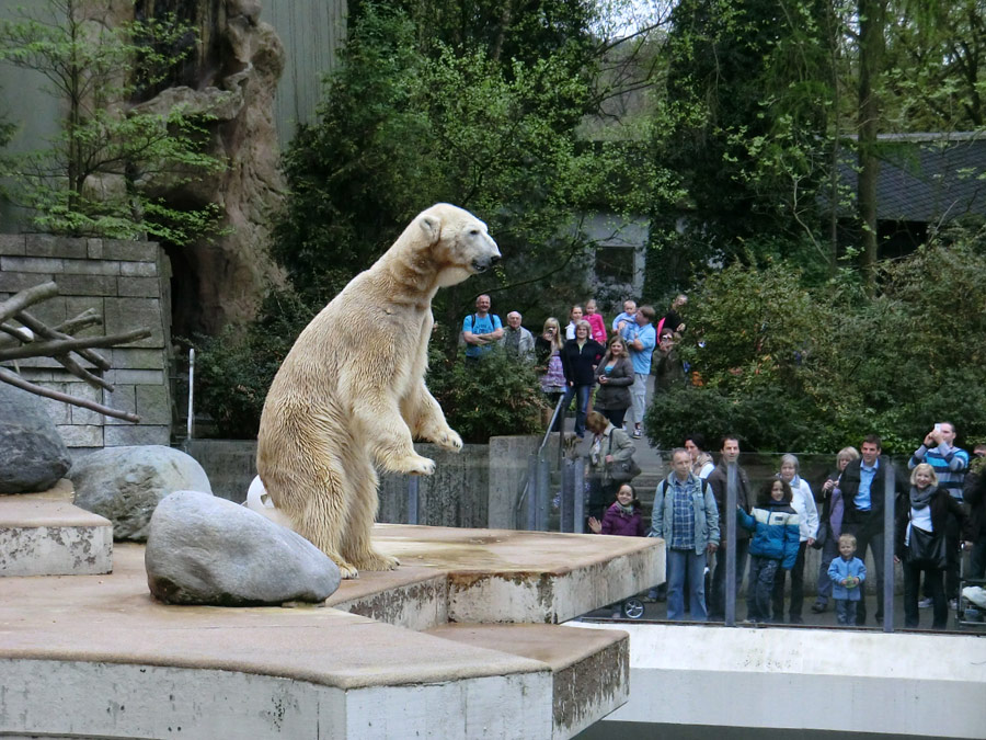 Eisbär LARS am 29. April 2012 im Zoo Wuppertal