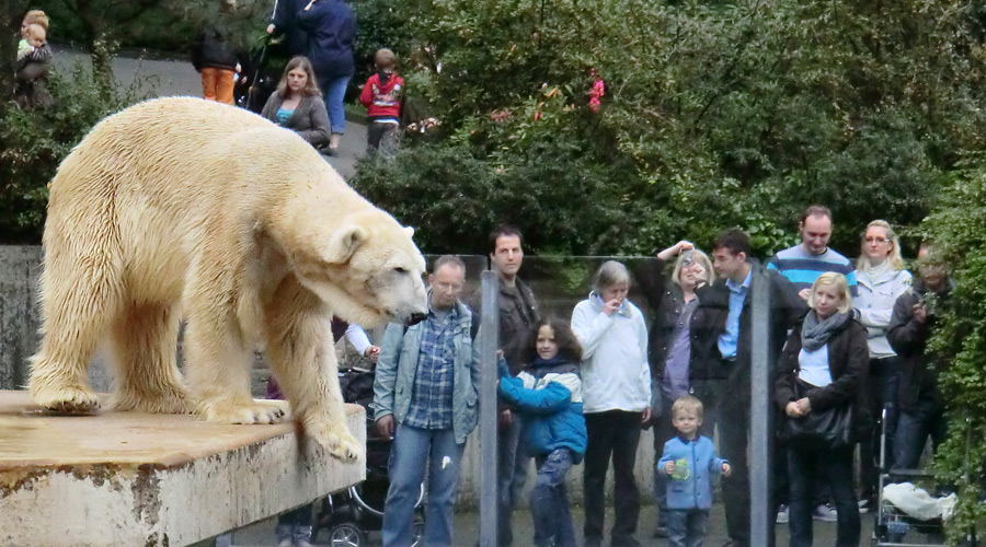 Eisbär LARS am 29. April 2012 im Zoo Wuppertal