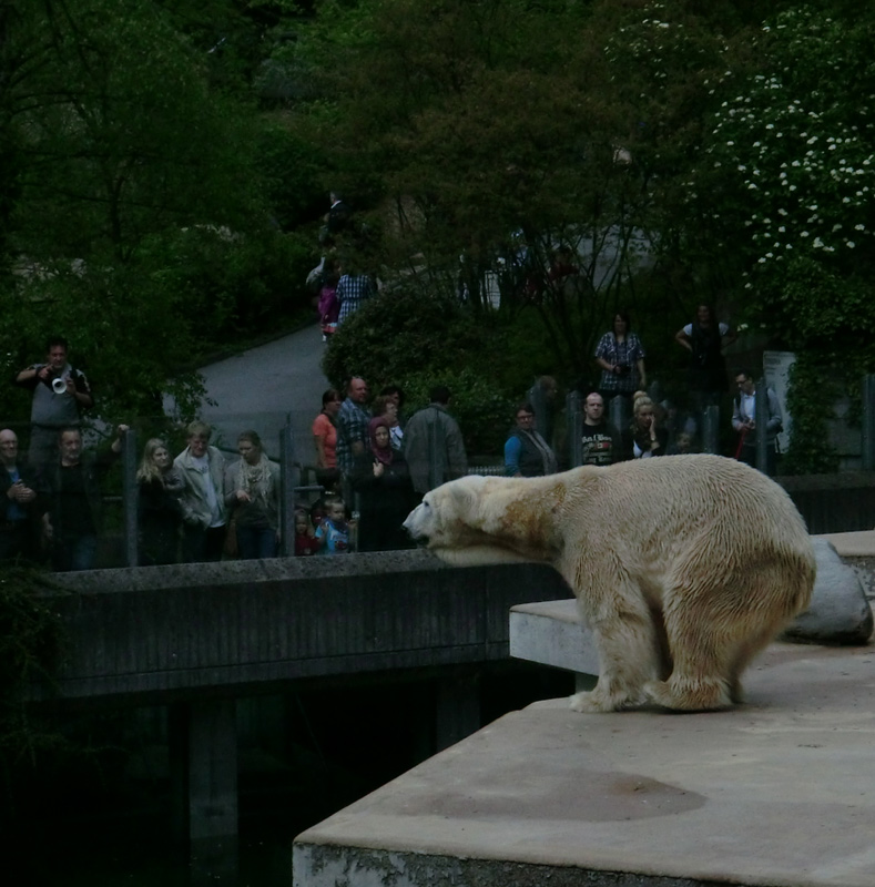 Eisbär LARS am 29. April 2012 im Zoologischen Garten Wuppertal