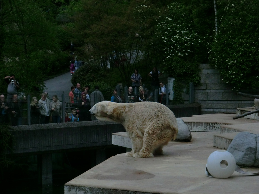 Eisbär LARS am 29. April 2012 im Wuppertaler Zoo