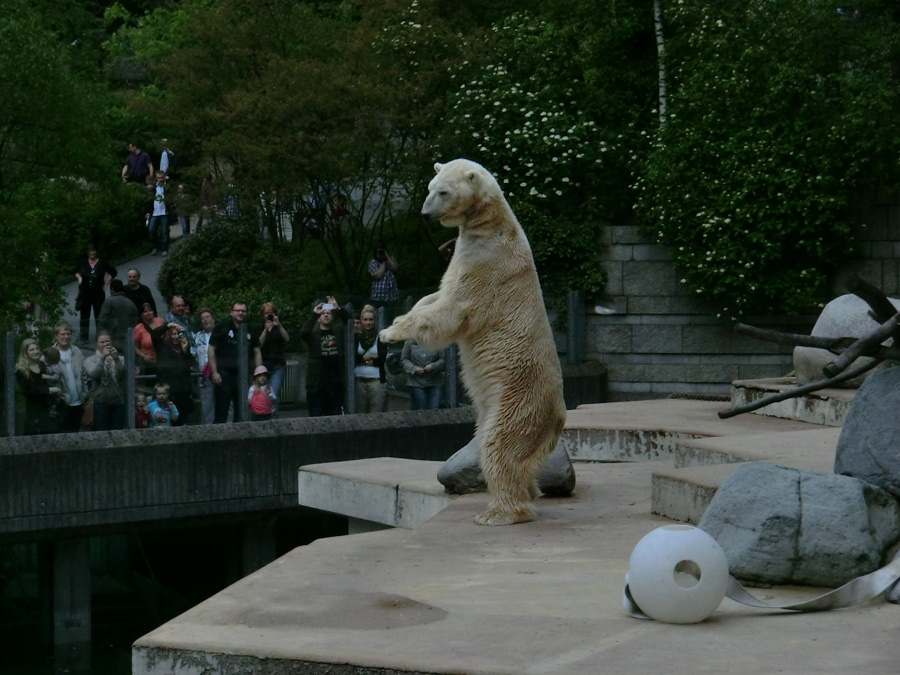 Eisbär LARS am 29. April 2012 im Zoo Wuppertal