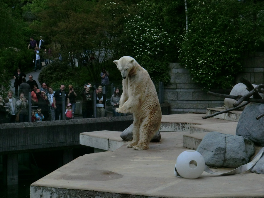 Eisbär LARS am 29. April 2012 im Zoologischen Garten Wuppertal