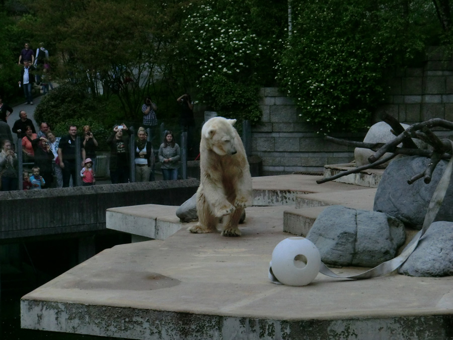 Eisbär LARS am 29. April 2012 im Zoo Wuppertal