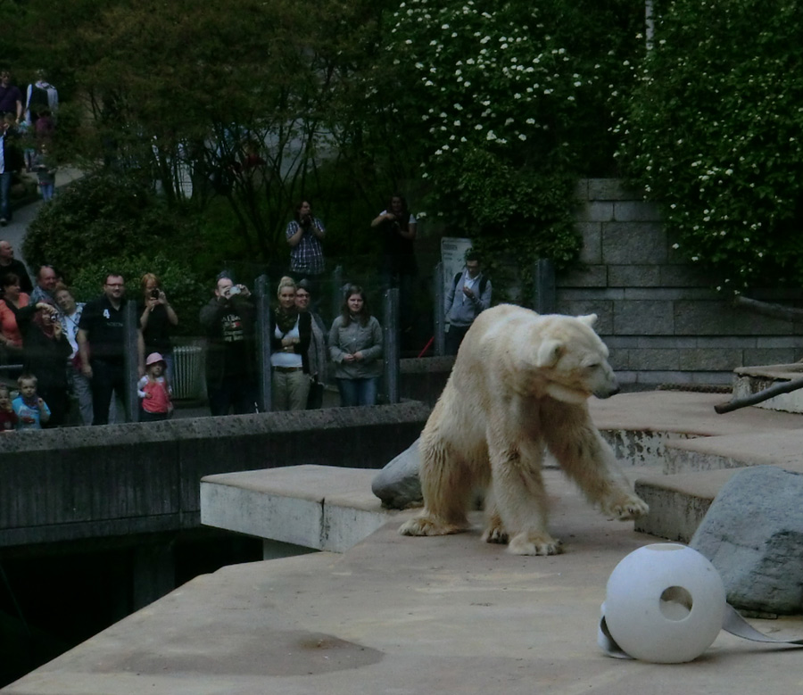 Eisbär LARS am 29. April 2012 im Zoologischen Garten Wuppertal