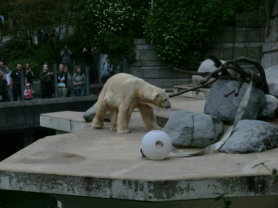 Eisbär LARS am 29. April 2012 im Wuppertaler Zoo