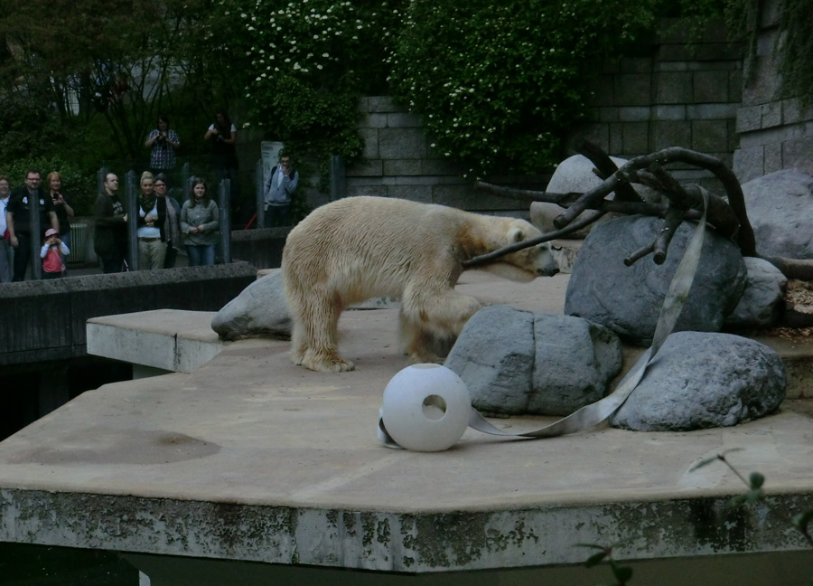 Eisbär LARS am 29. April 2012 im Zoo Wuppertal